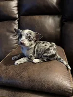 Bentley, a male Chihuahua for sale in DeLand, FL – 5 of 5