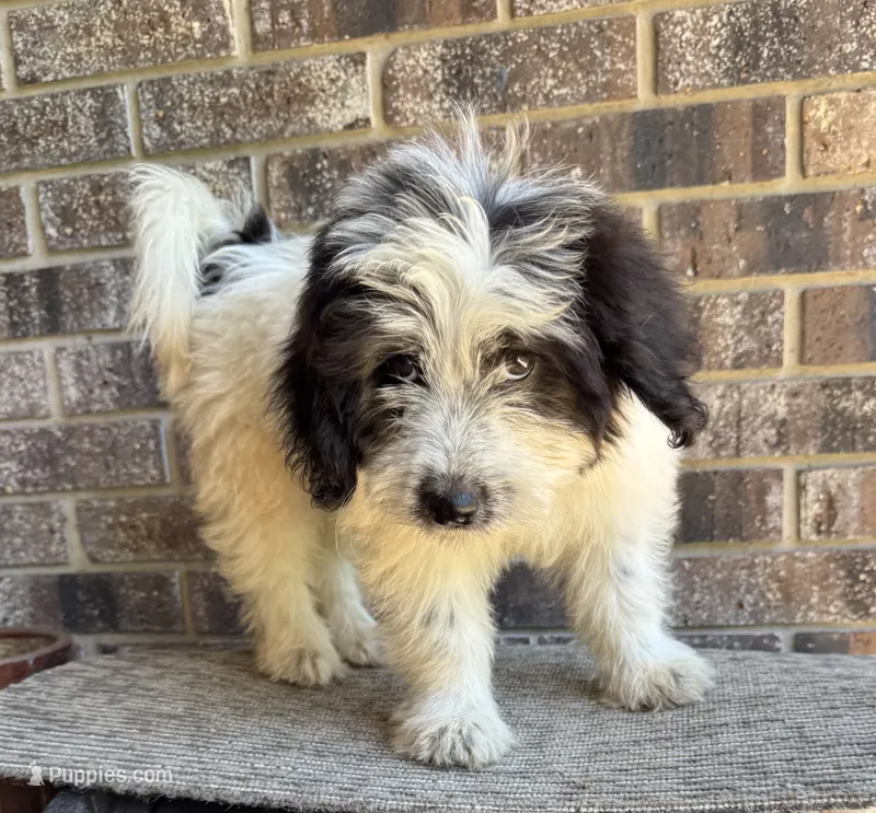 Patty – Great Pyrenees, Poodle - Miniature  puppy for sale in DeLand, FL