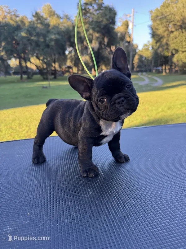 Peewee – French Bulldog puppy for sale in DeLand, FL
