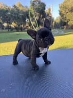 Peewee, a female French Bulldog for sale in DeLand, FL – 1 of 6