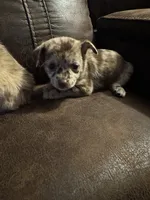 Bindi, a female Chihuahua for sale in DeLand, FL – 3 of 4