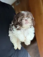 Truffle, a male Shih Tzu for sale in DeLand, FL – 4 of 6