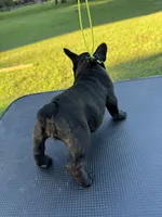 Peewee, a female French Bulldog for sale in DeLand, FL – 5 of 6