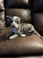 Bentley, a male Chihuahua for sale in DeLand, FL – 3 of 5