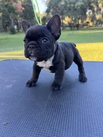 Peewee, a female French Bulldog for sale in DeLand, FL – 4 of 6