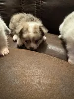 Jewel, a female Chihuahua and Pomeranian for sale in DeLand, FL – 3 of 5