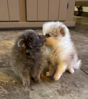 Sterling, a male Pomeranian for sale in DeLand, FL – 6 of 7