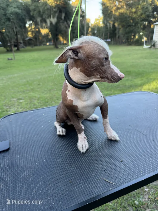 Dobbi – Chihuahua puppy for sale in DeLand, FL
