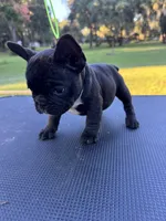 Peewee, a female French Bulldog for sale in DeLand, FL – 2 of 6