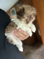 Tinkerbelle, a female Shih Tzu for sale in DeLand, FL – 3 of 8