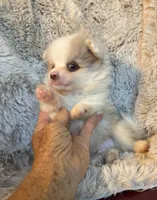 Paddy, a male Pomeranian for sale in DeLand, FL – 9 of 10
