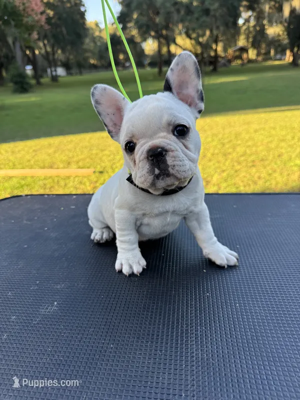 Penny – French Bulldog puppy for sale in DeLand, FL