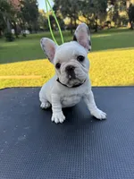 Penny, a female French Bulldog for sale in DeLand, FL – 1 of 6