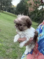 Tinkerbelle, a female Shih Tzu for sale in DeLand, FL – 5 of 8