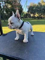 Penny, a female French Bulldog for sale in DeLand, FL – 6 of 6
