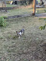 Daphne, a female Chihuahua for sale in DeLand, FL – 4 of 4