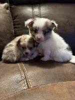 Gemma, a female Chihuahua and Pomeranian for sale in DeLand, FL – 3 of 4