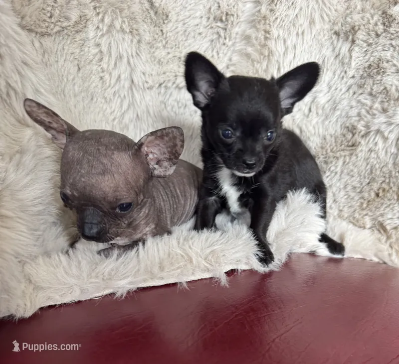 Coal – Chihuahua puppy for sale in DeLand, FL