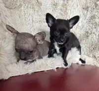 Coal, a male Chihuahua for sale in DeLand, FL – 1 of 4