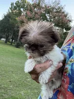Tinkerbelle, a female Shih Tzu for sale in DeLand, FL – 4 of 8