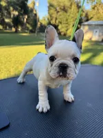 Penny, a female French Bulldog for sale in DeLand, FL – 3 of 6