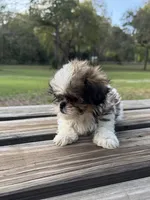 Buffy, a female Shih Tzu for sale in DeLand, FL – Photo 3 of 9
