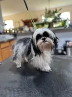 Buffy, a female Shih Tzu for sale in DeLand, FL – Photo 6 of 9