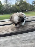 Buffy, a female Shih Tzu for sale in DeLand, FL – Photo 7 of 9