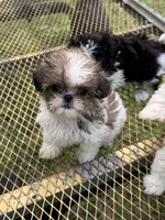 Buffy, a female Shih Tzu for sale in DeLand, FL – Photo 5 of 9