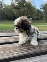 Buffy, a female Shih Tzu for sale in DeLand, FL – Photo 1 of 9