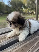 Buffy, a female Shih Tzu for sale in DeLand, FL – Photo 2 of 9