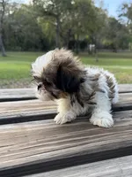 Buffy, a female Shih Tzu for sale in DeLand, FL – Photo 4 of 9