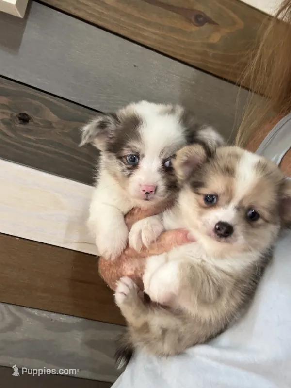 Jewel – Chihuahua, Pomeranian puppy for sale in DeLand, FL