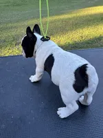 Piper, a female French Bulldog for sale in DeLand, FL – 5 of 6