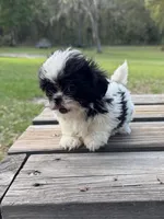 Bebe, a female Shih Tzu for sale in DeLand, FL – Photo 2 of 9