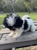 Bebe, a female Shih Tzu for sale in DeLand, FL – Photo 4 of 9
