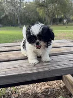 Bebe, a female Shih Tzu for sale in DeLand, FL – Photo 5 of 9