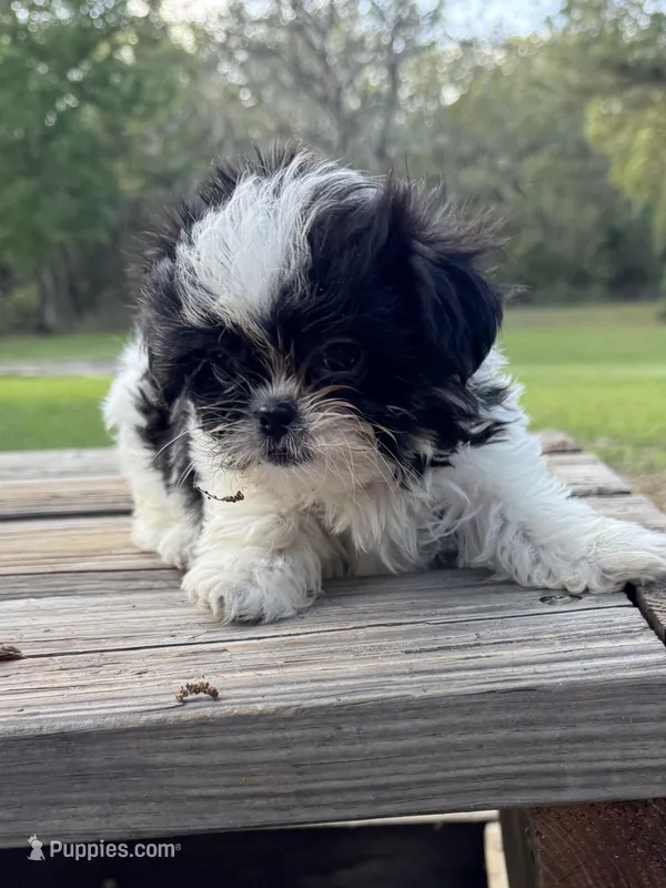 Bebe – Shih Tzu puppy for sale in DeLand, FL