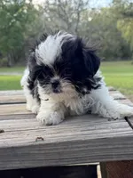 Bebe, a female Shih Tzu for sale in DeLand, FL – Photo 1 of 9