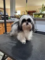Bebe, a female Shih Tzu for sale in DeLand, FL – Photo 8 of 9