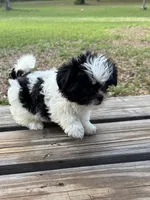 Bebe, a female Shih Tzu for sale in DeLand, FL – Photo 3 of 9