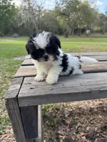 Bebe, a female Shih Tzu for sale in DeLand, FL – Photo 6 of 9