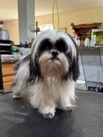 Bramble, a female Shih Tzu for sale in DeLand, FL – Photo 5 of 8