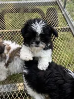 Bramble, a female Shih Tzu for sale in DeLand, FL – Photo 4 of 8