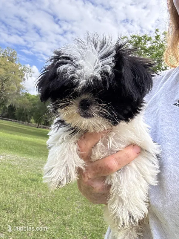 Bramble – Shih Tzu puppy for sale in DeLand, FL
