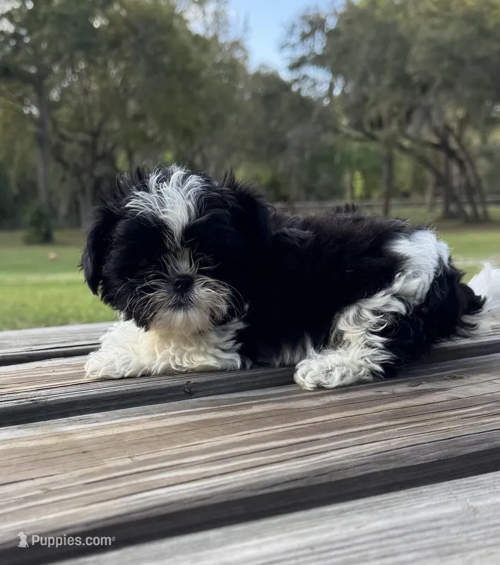 Bramble – Shih Tzu puppy for sale in DeLand, FL