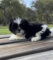 Bramble, a female Shih Tzu for sale in DeLand, FL – Photo 1 of 8