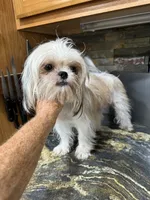 Bramble, a female Shih Tzu for sale in DeLand, FL – Photo 7 of 8