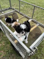 Bramble, a female Shih Tzu for sale in DeLand, FL – Photo 6 of 8