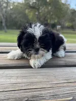 Bramble, a female Shih Tzu for sale in DeLand, FL – Photo 3 of 8